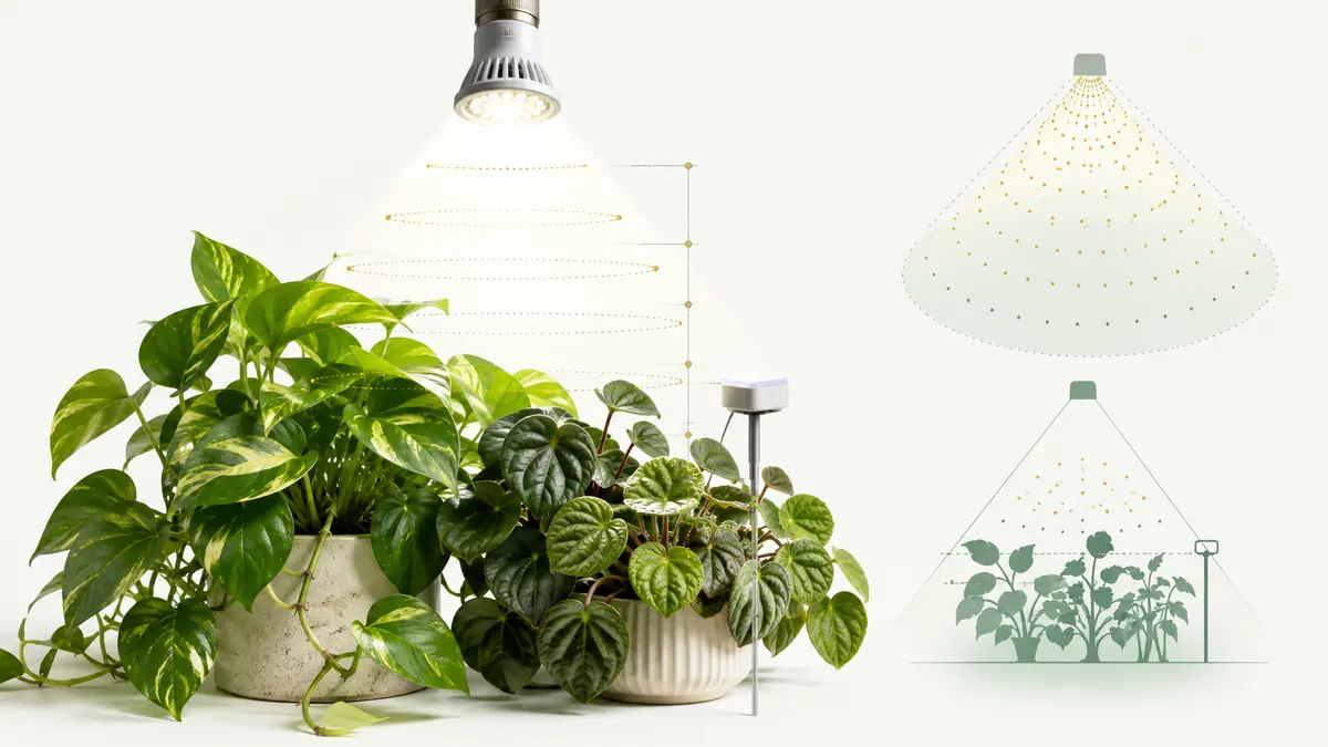 Technical editorial illustration of a bulb grow light above houseplants with PPFD measurement markers