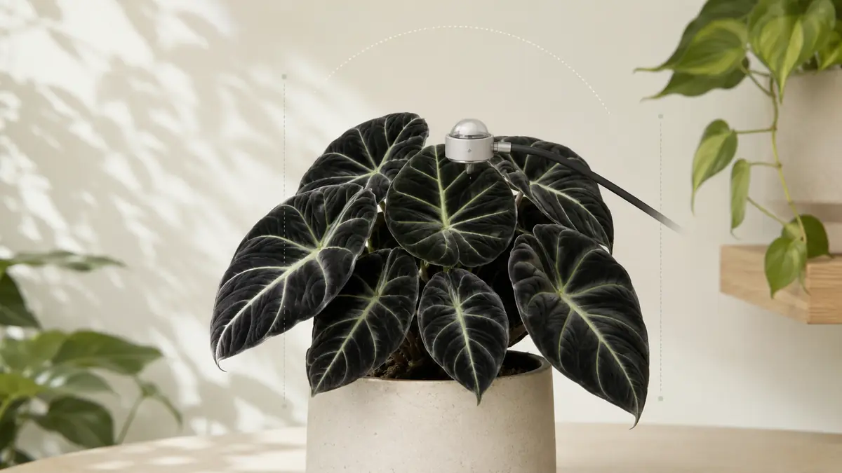 Alocasia Black Velvet houseplant in an indoor light-measurement setting with PPFD meter and grow-light context