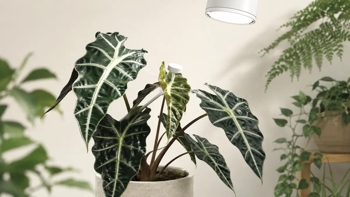 Alocasia Polly houseplant in an indoor light-measurement setting with PPFD meter and grow-light context