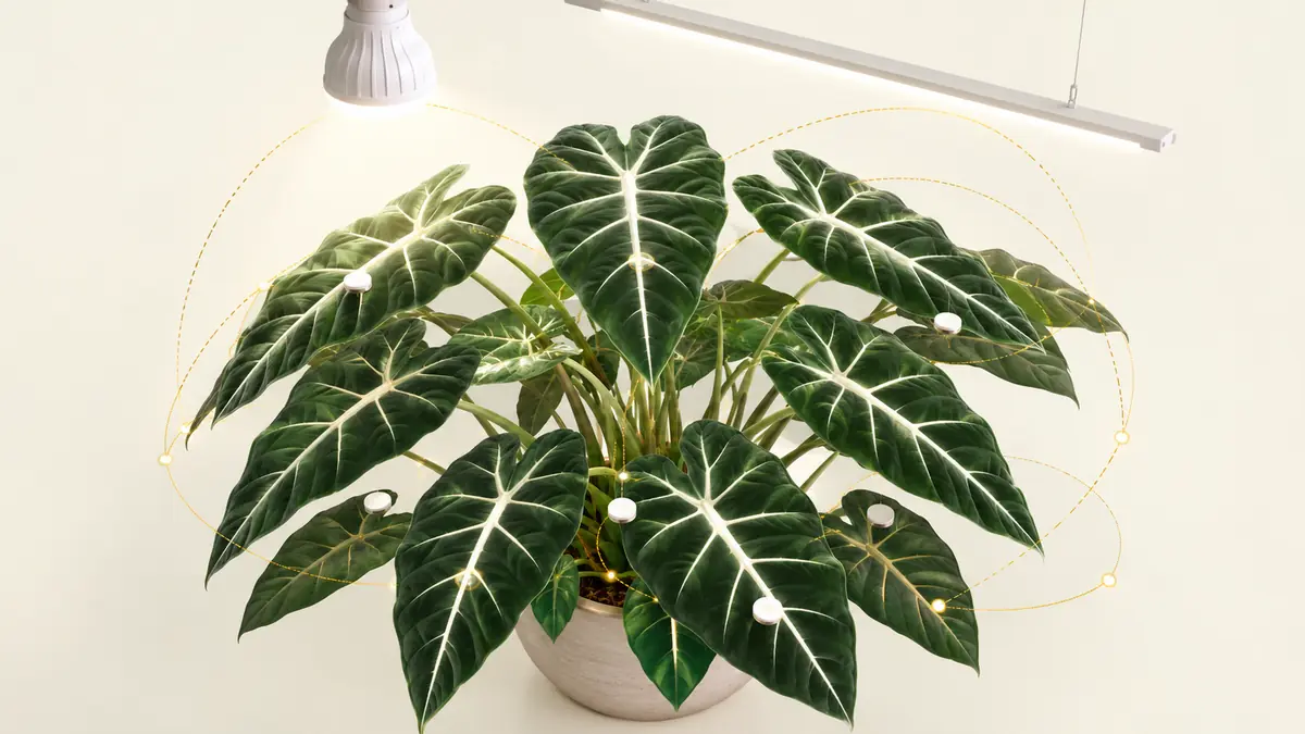 Alocasia Frydek velvet leaves under an overhead grow light with PPFD readings shown at several leaf positions