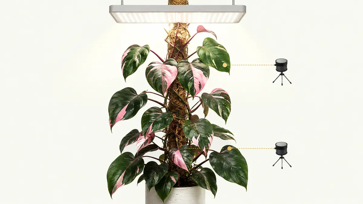 Pink Princess Philodendron under a white full-spectrum grow light with sensor measuring PPFD across pink and green leaves