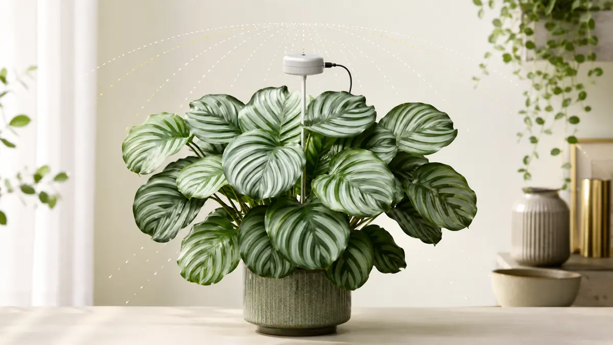 Calathea Orbifolia houseplant in an indoor light-measurement setting with PPFD meter and grow-light context