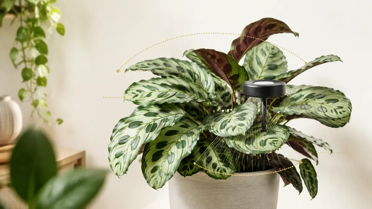 Peacock Plant houseplant in an indoor light-measurement setting with PPFD meter and grow-light context