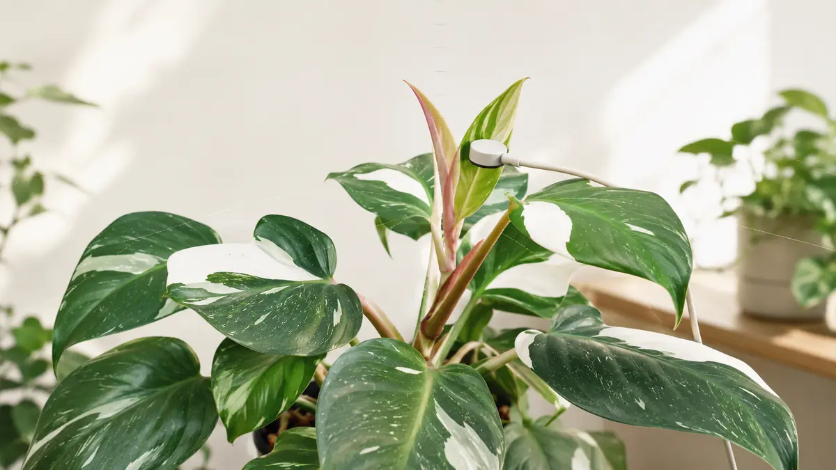 White Princess Philodendron houseplant in an indoor light-measurement setting with PPFD meter and grow-light context